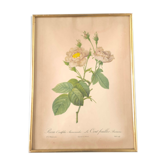 Botanical plate Rose Dreaded
