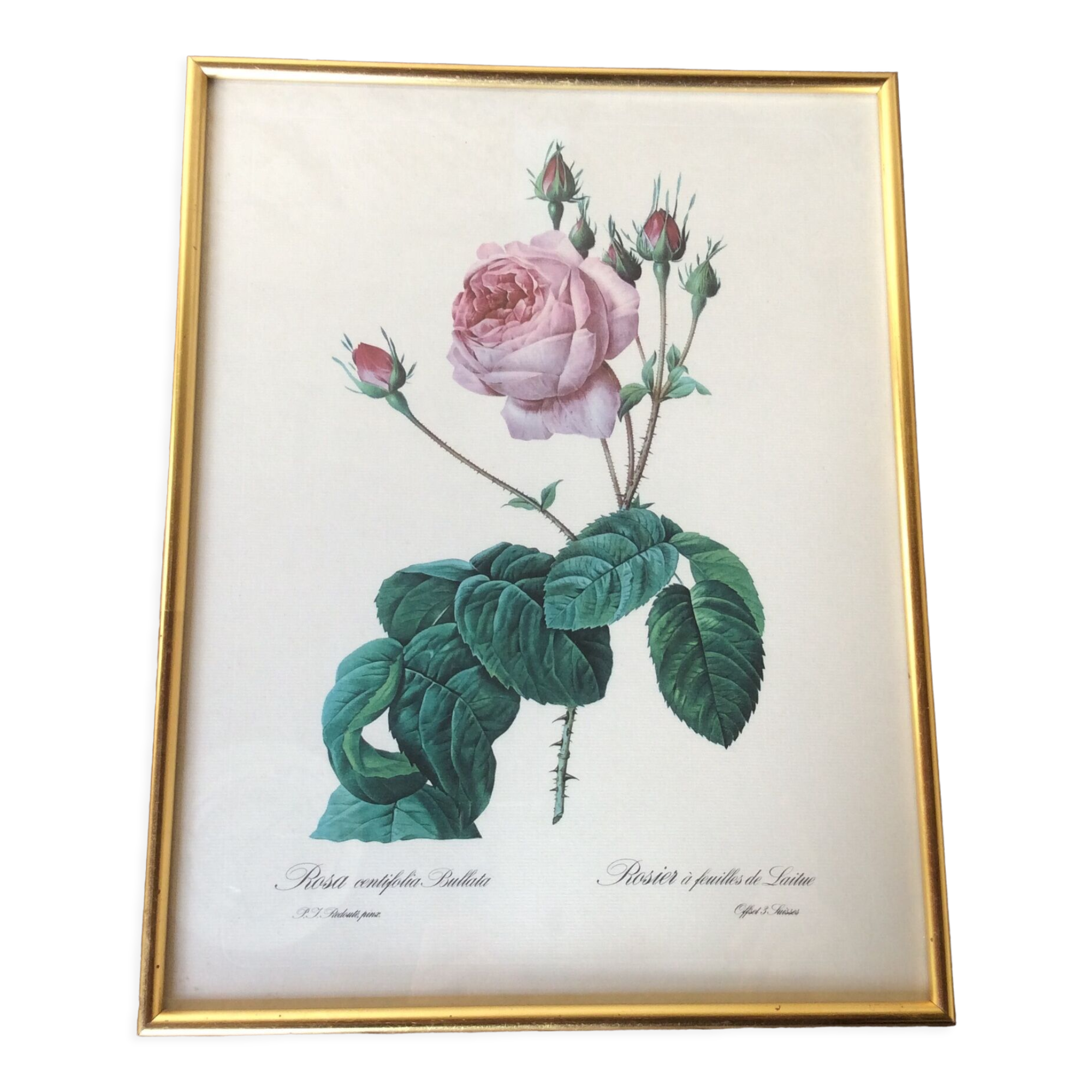 Illustration Feared, lettuce leaf rose