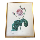 Illustration Feared, lettuce leaf rose