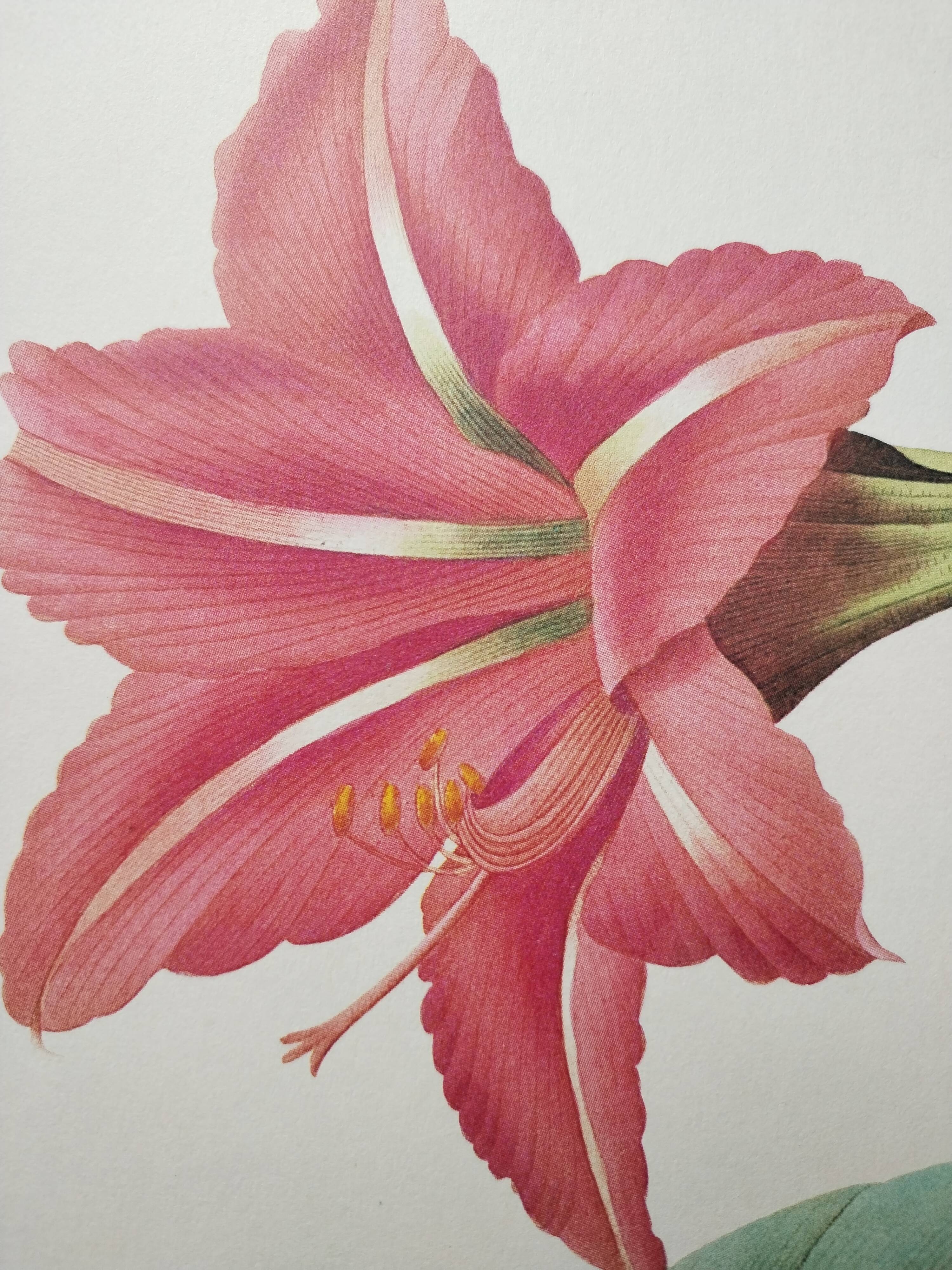 Original illustrated plate Brazilian Amaryllis
