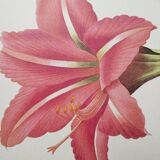 Original illustrated plate Brazilian Amaryllis