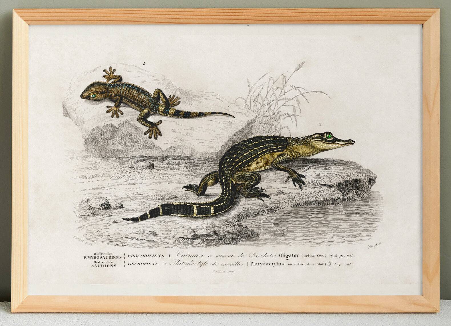 Poster about the Caiman and the Gecko, based on an old engraving from 1849.