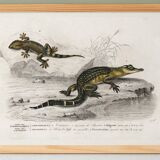 Poster about the Caiman and the Gecko, based on an old engraving from 1849.