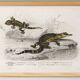 Poster about the Caiman and the Gecko, based on an old engraving from 1849.