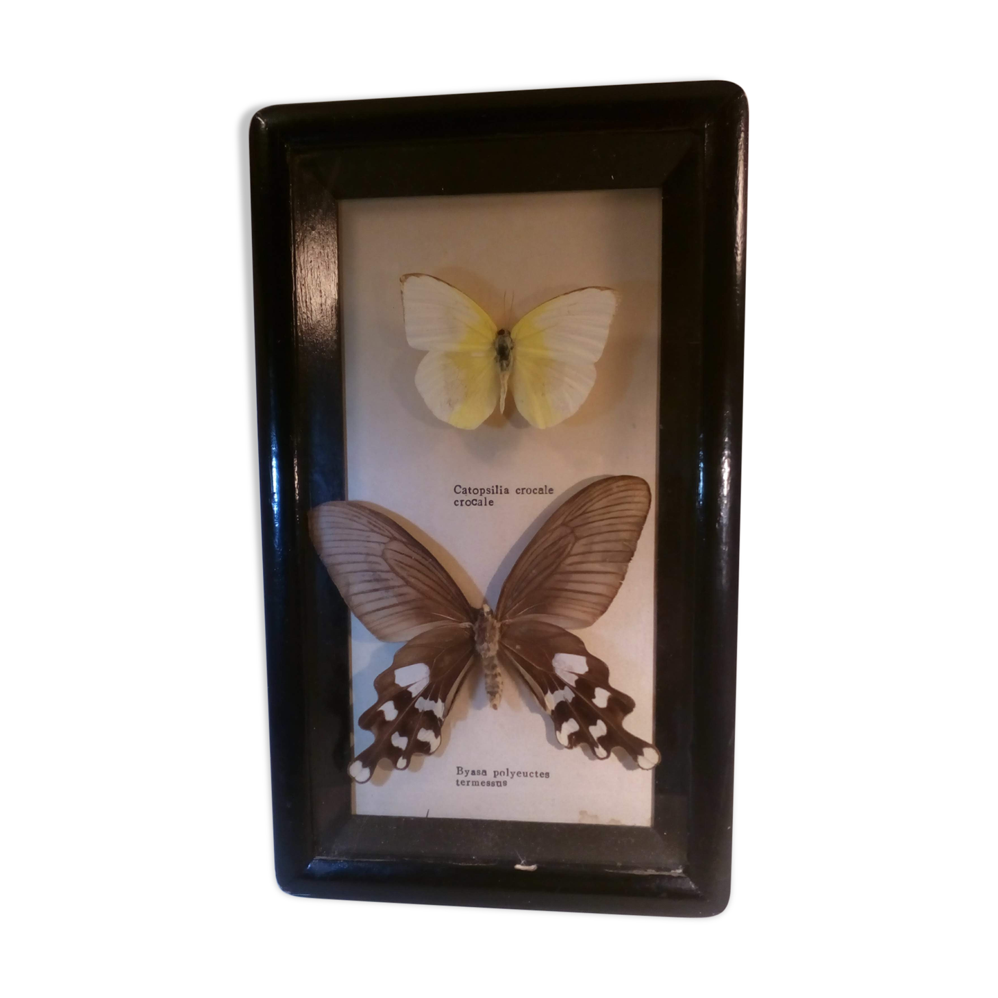 Duo of butterflies under glass