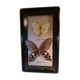 Duo of butterflies under glass
