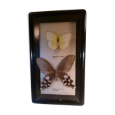 Duo of butterflies under glass