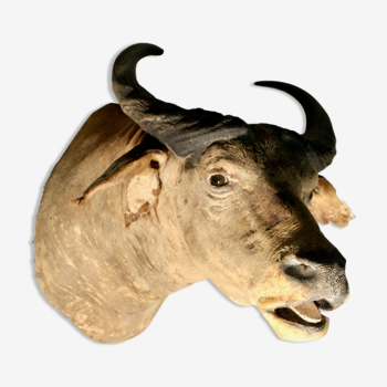 Taxidermie De Buffle