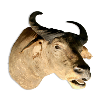 Taxidermy Buffalo