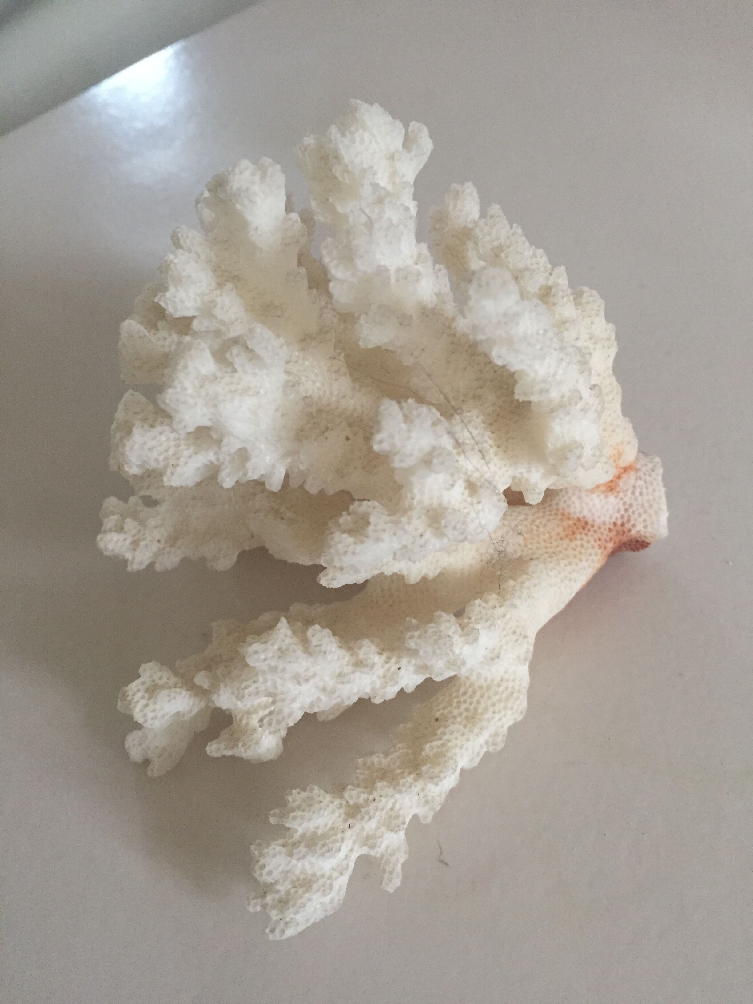 Former white coral