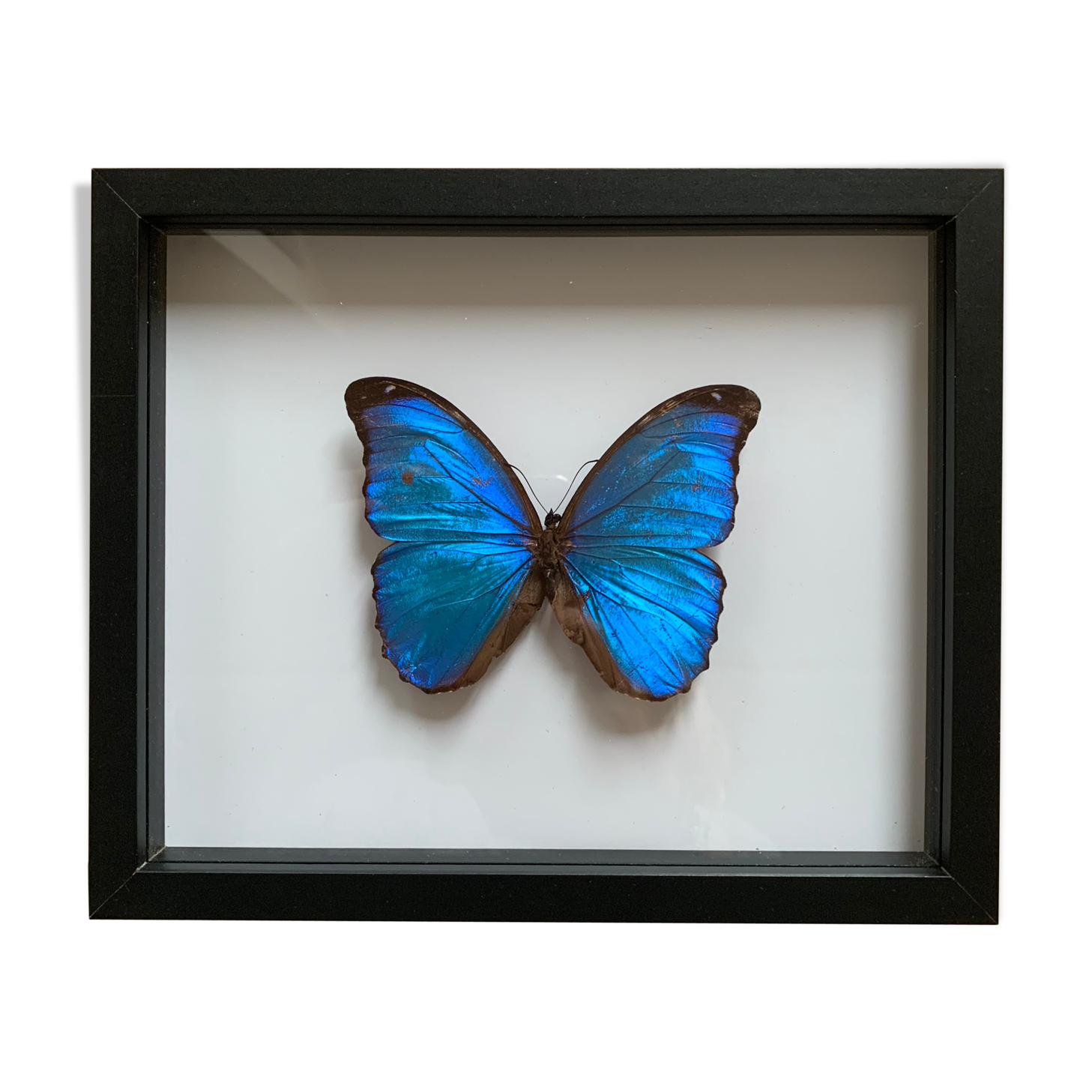 Morpho naturalized butterfly frame