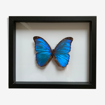 Morpho naturalized butterfly frame