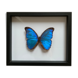 Morpho naturalized butterfly frame