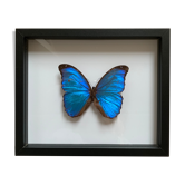Morpho naturalized butterfly frame