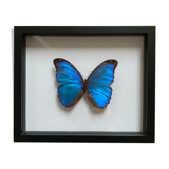 Morpho naturalized butterfly frame