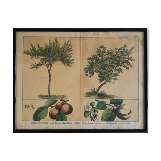 Framed botanical poster "The Queen-Claude plum tree, the coignassier"