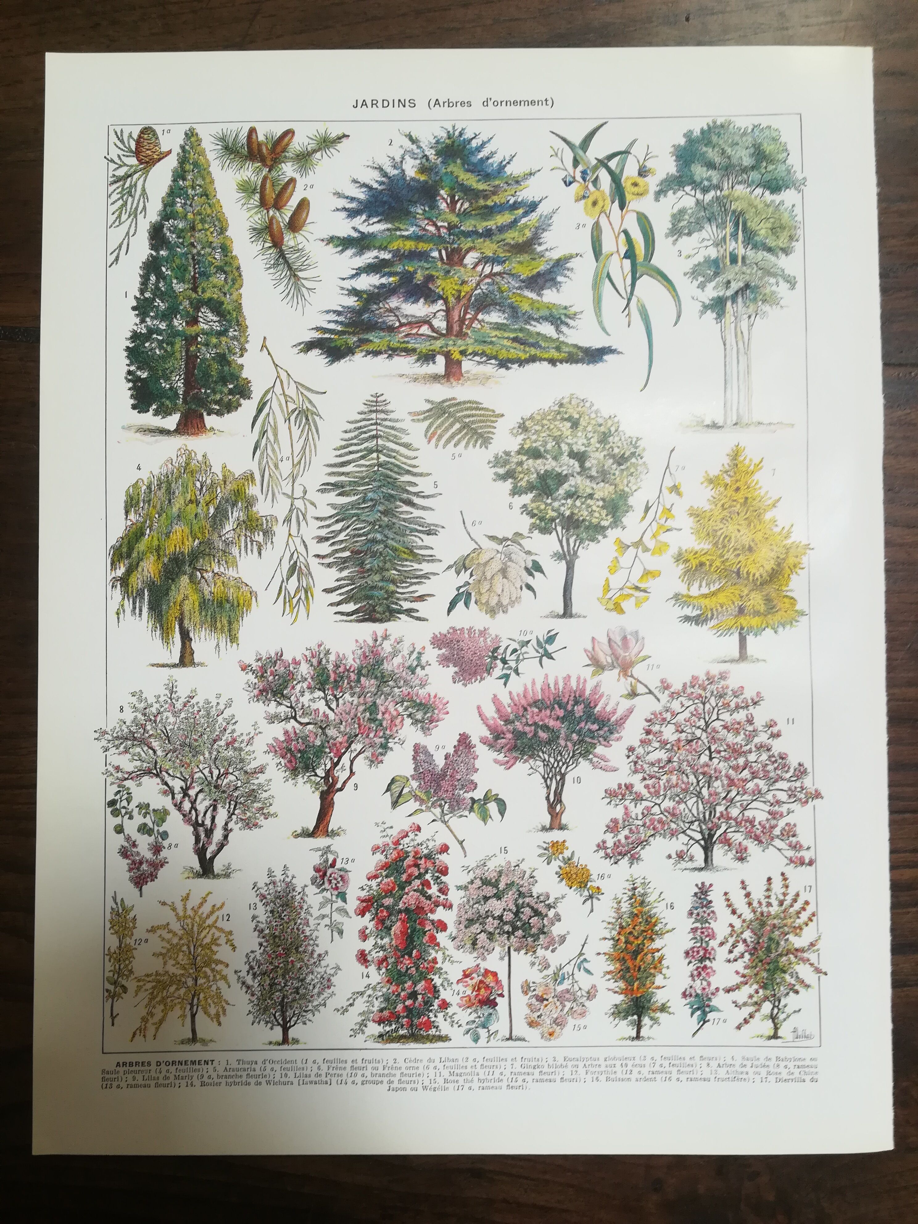 Lithograph on garden trees "cedar"