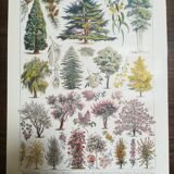 Lithograph on garden trees "cedar"