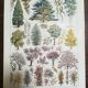 Lithograph on garden trees "cedar"