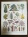 Lithographie sur les arbres de jardin "cèdre"
