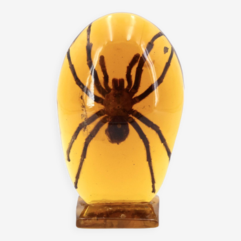 Resin with inclusion of a tarantula, object of curiosity