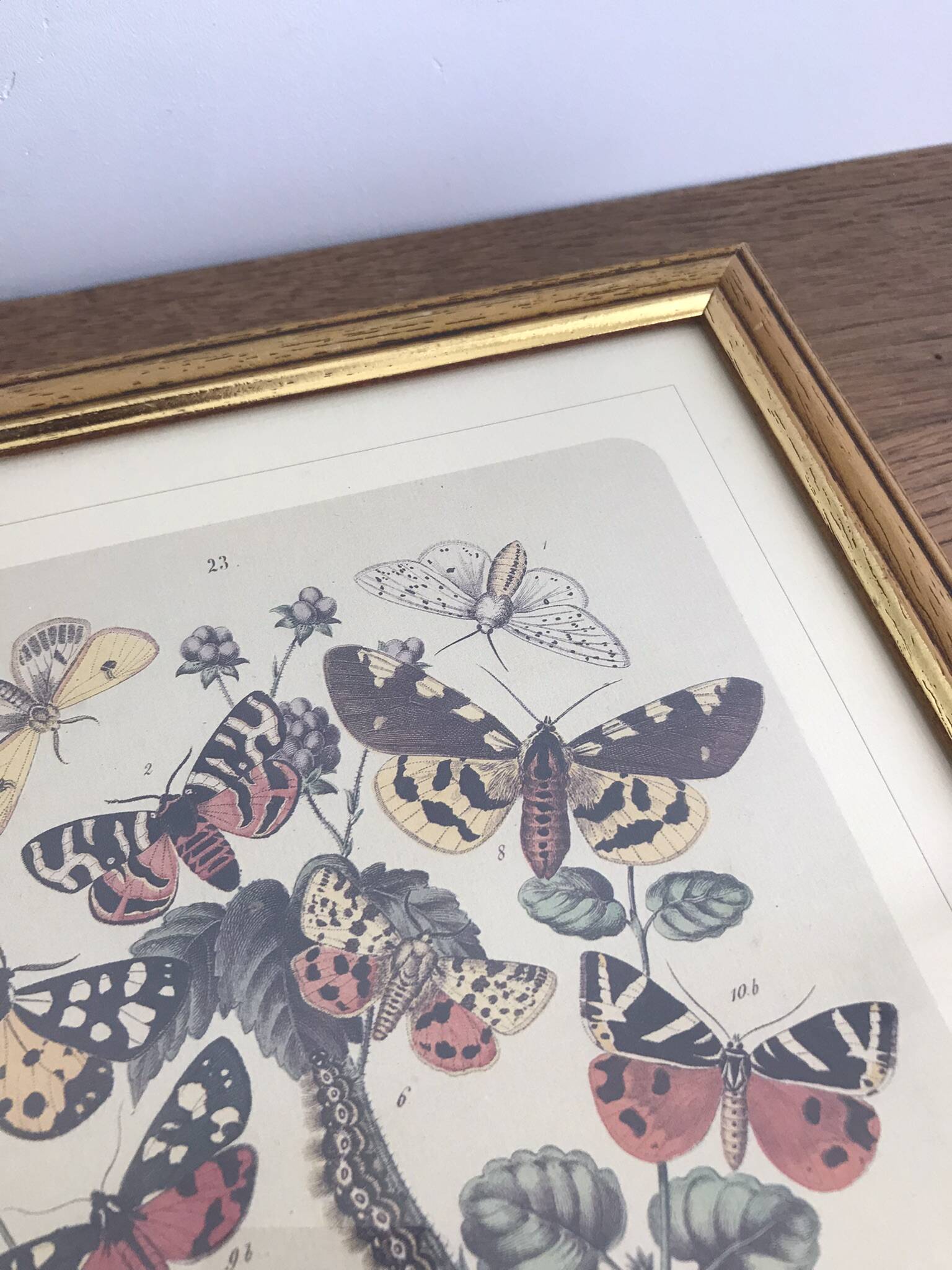 Very beautiful botanical lithograph with vintage butterfly 2