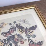 Very beautiful botanical lithograph with vintage butterfly 2