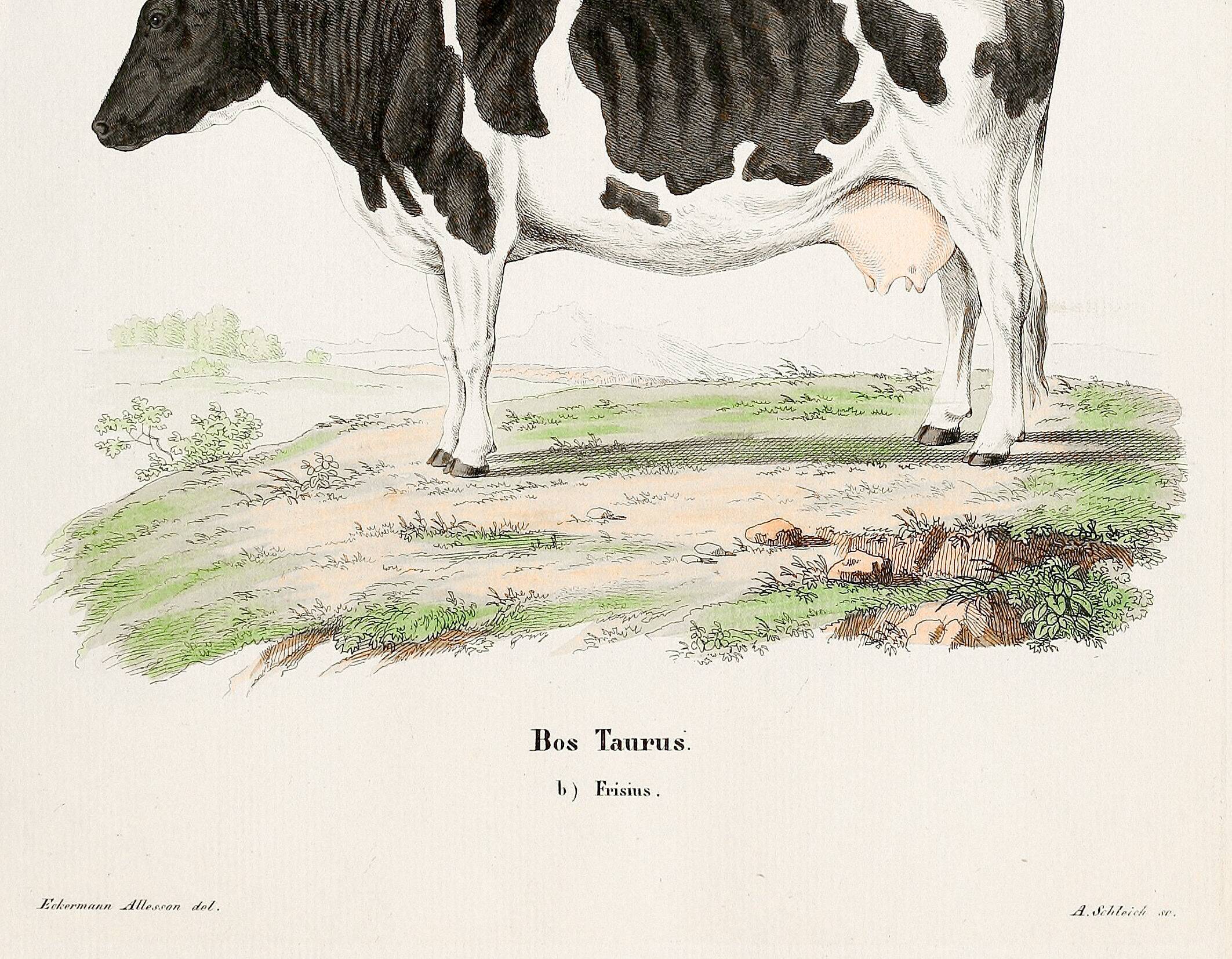 Poster about a cow, based on an old engraving from 1774.
