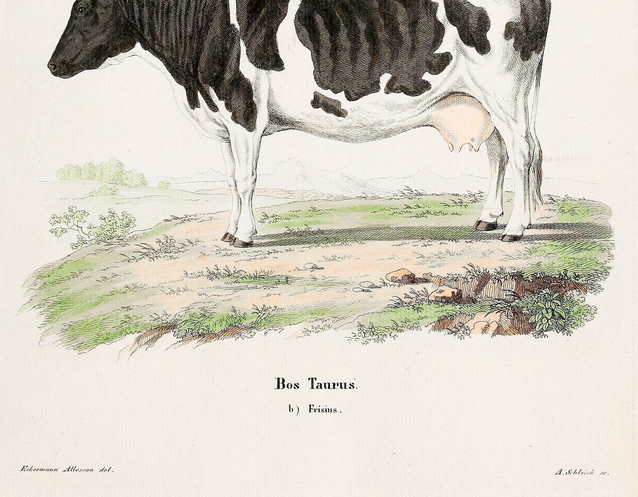 Poster about a cow, based on an old engraving from 1774.