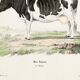 Poster about a cow, based on an old engraving from 1774.