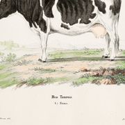 Poster about a cow, based on an old engraving from 1774.