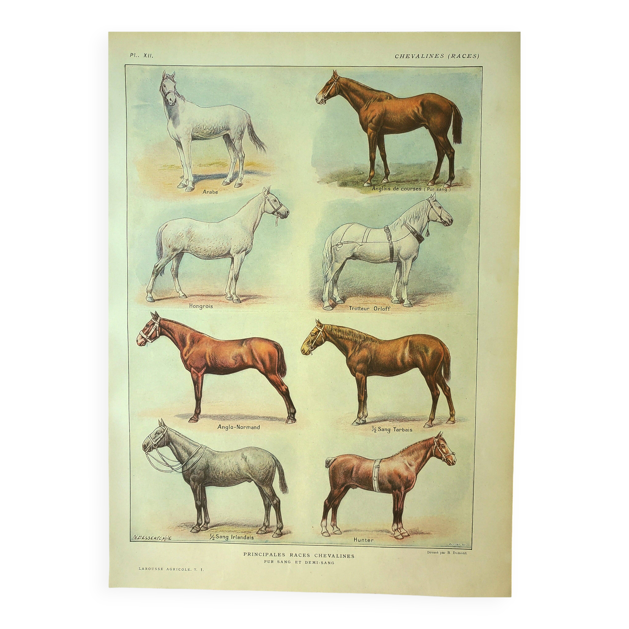Antique engraving 1921 - Horse Breed (1) by Dessertenne. Plate of a horse