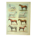Antique engraving 1921 - Horse Breed (1) by Dessertenne. Plate of a horse