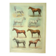 Gravure ancienne 1921 -Race de Chevaux (1)  par Dessertenne. planche cheval