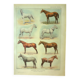 Gravure ancienne 1921 -Race de Chevaux (1)  par Dessertenne. planche cheval
