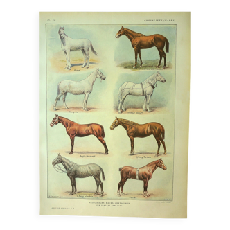 Gravure ancienne 1921 -Race de Chevaux (1)  par Dessertenne. planche cheval
