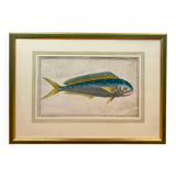 Old engraving tropical fish – Ludwig Schmidt (19th century)