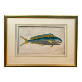 Old engraving tropical fish – Ludwig Schmidt (19th century)