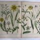 19th 32x42 botanical plank