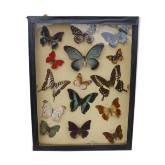 Old window frame consisting of 15 butterflies of different species