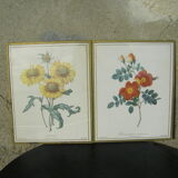 Gravure de fleurs de Pierre-Joseph Redouté
