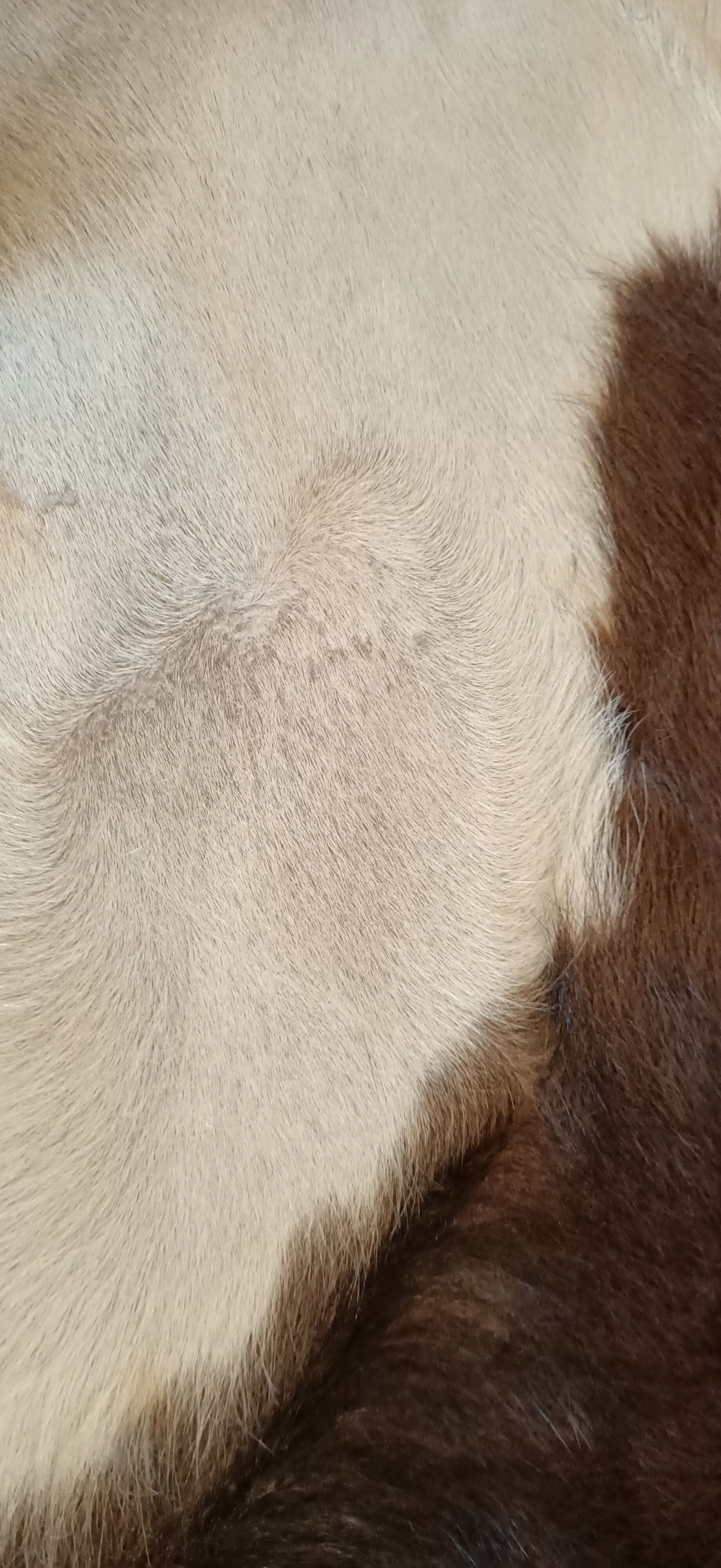 Vintage cow skin carpet, 140 cm x146 cm