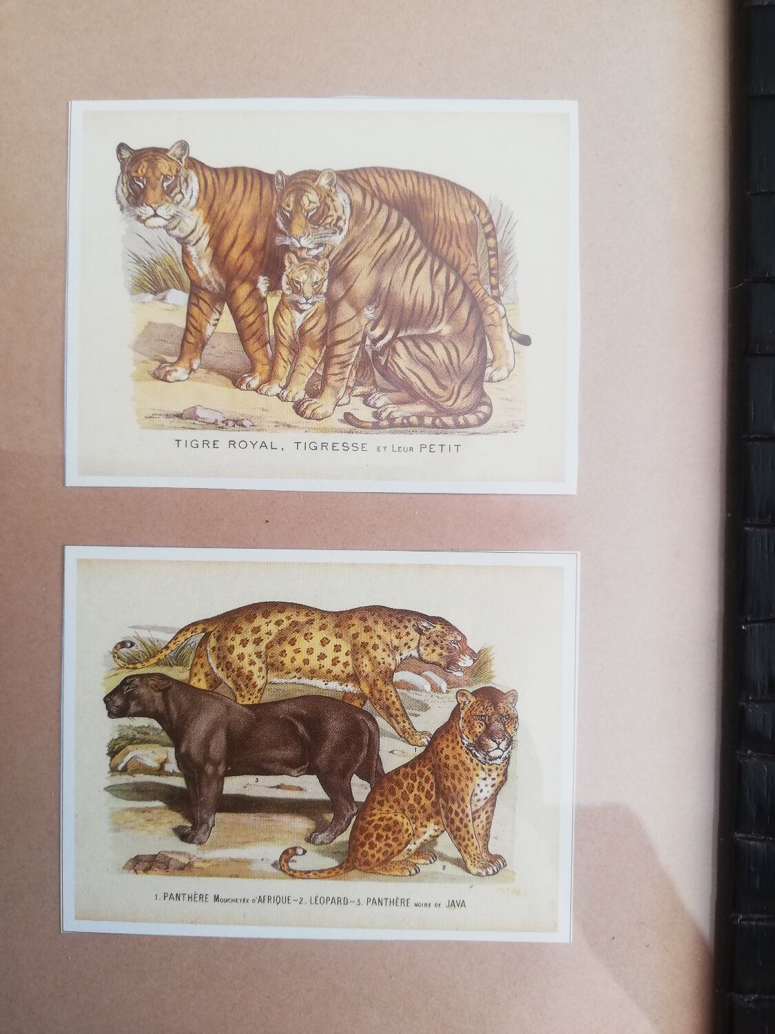 Reproductions vintage images epinal tigers, panthers under frame