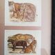 Reproductions vintage images epinal tigers, panthers under frame