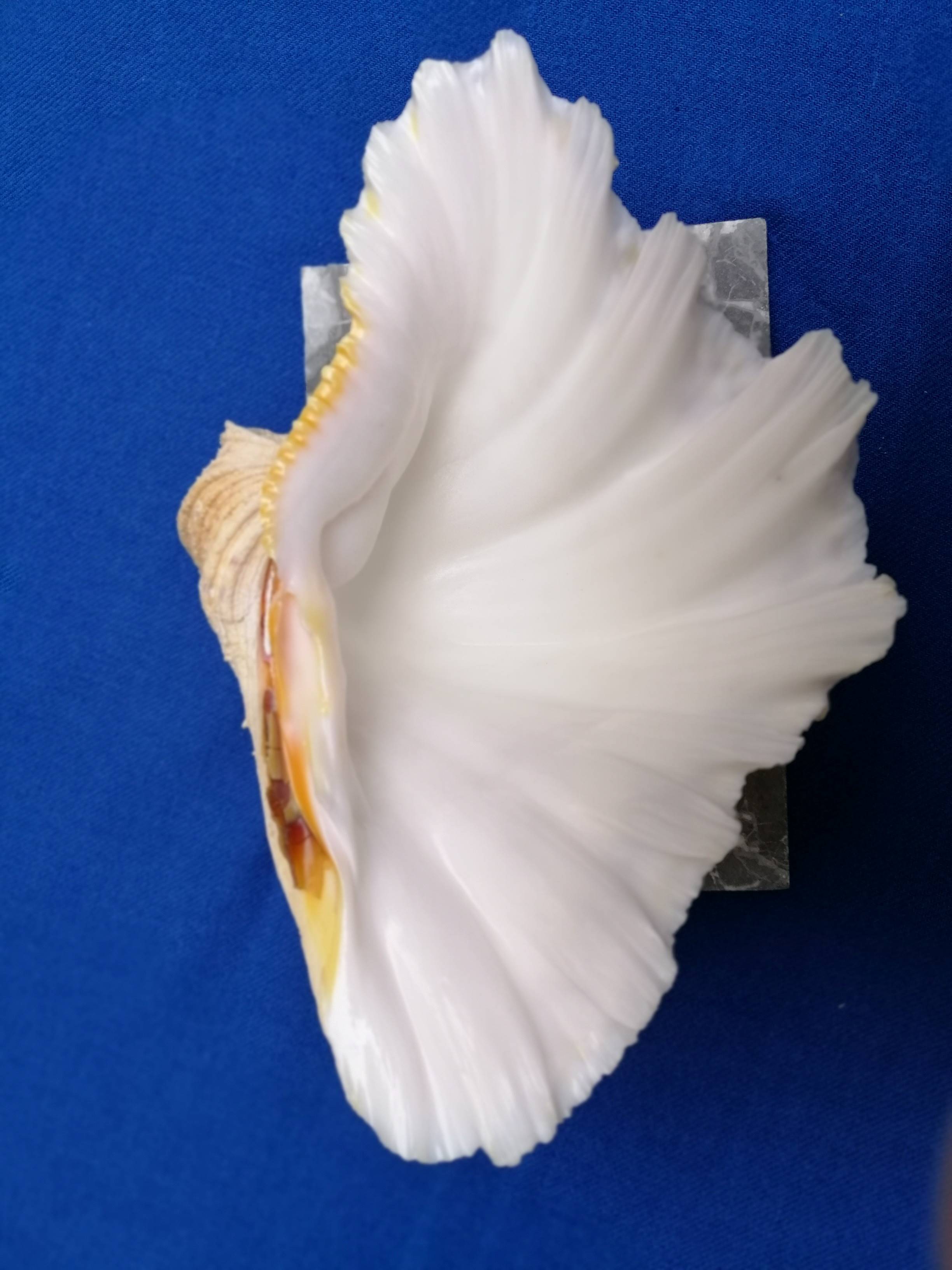 Shell-shaped catchall