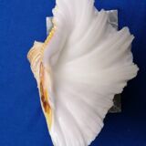 Empty shell pocket