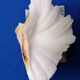 Shell-shaped catchall
