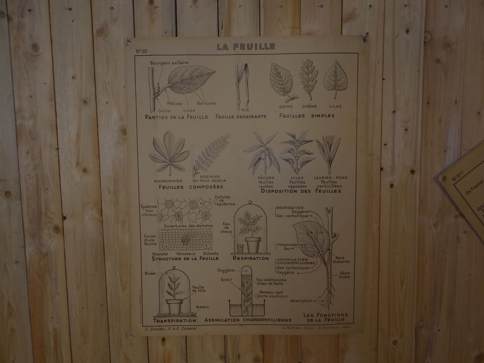 School map leaves and flowers