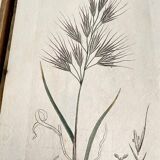 Trio of botanical plates, Ed London 1809