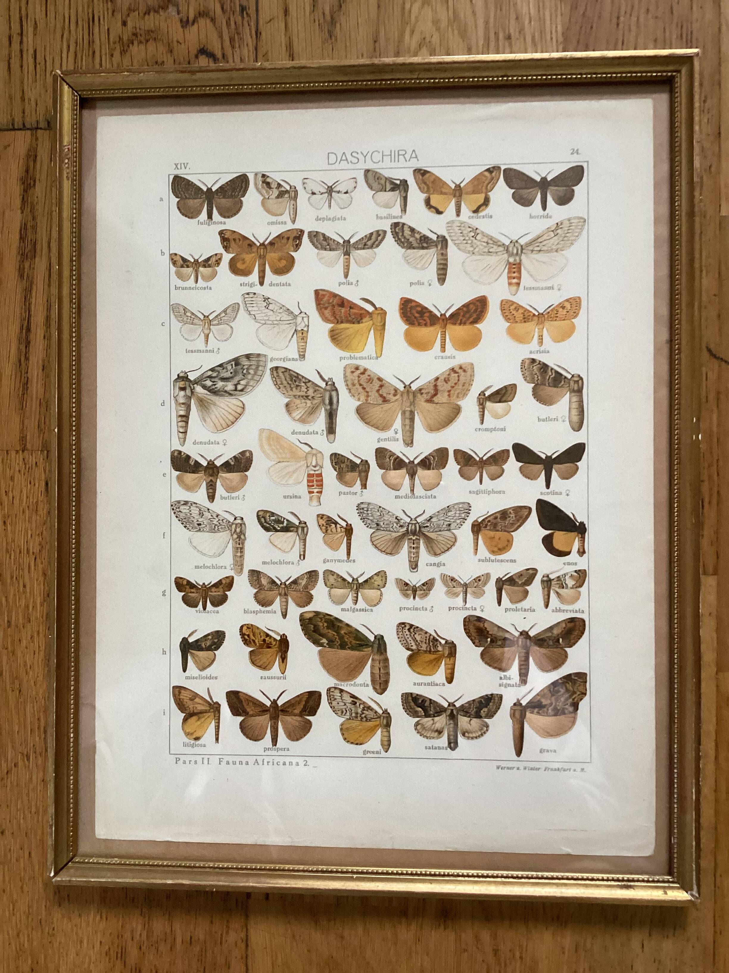 Antique color lithograph of butterflies; dimensions: height - 36.5 cm